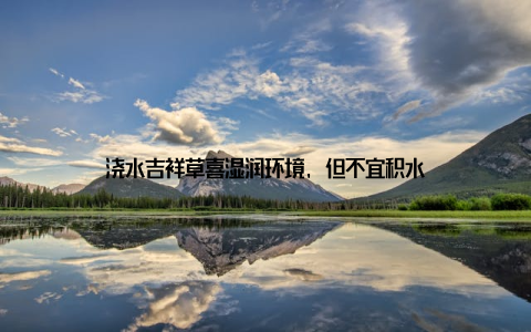 浇水吉祥草喜湿润环境, 但不宜积水