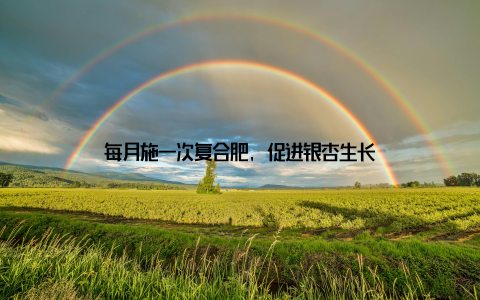 每月施一次复合肥, 促进银杏生长