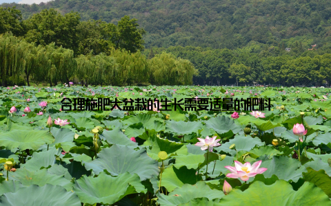 合理施肥大盆栽的生长需要适量的肥料