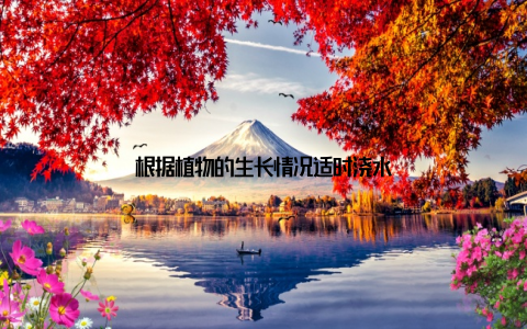 根据植物的生长情况适时浇水