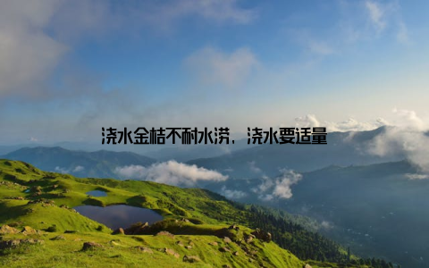 浇水金桔不耐水涝, 浇水要适量