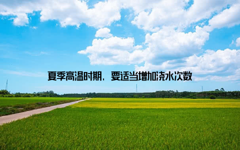 夏季高温时期, 要适当增加浇水次数