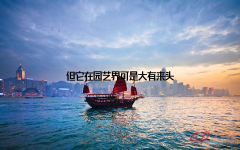 但它在园艺界可是大有来头