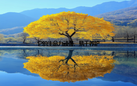 它的生命力顽强, 易于养护