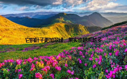 它的叶子更加翠绿, 果实也越来越多