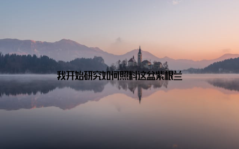 我开始研究如何照料这盆紫根兰