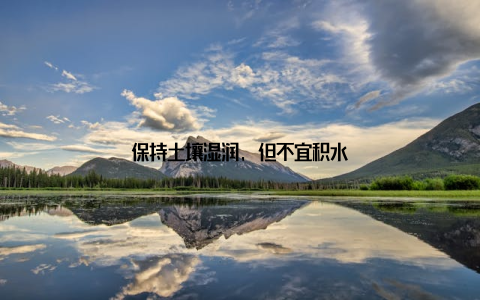 保持土壤湿润, 但不宜积水