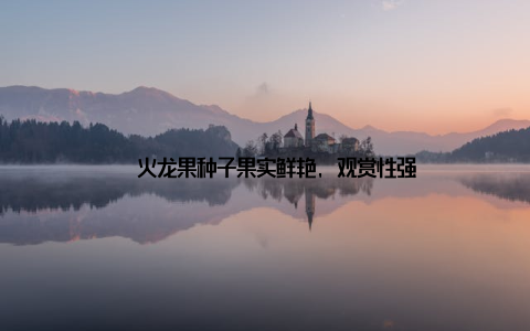 – 火龙果种子果实鲜艳, 观赏性强