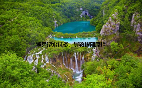 避免浇水过多, 导致根部腐烂