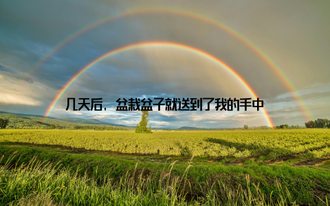 几天后, 盆栽盆子就送到了我的手中