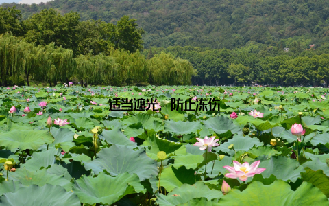 适当遮光, 防止冻伤