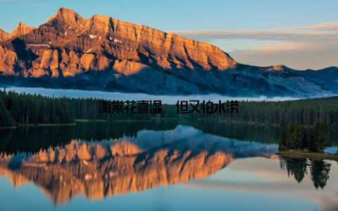 海棠花喜湿, 但又怕水涝