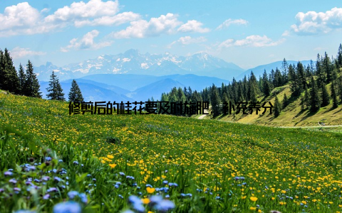 修剪后的桂花要及时施肥, 补充养分