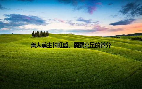 美人蕉生长旺盛, 需要充足的养分