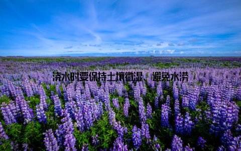 浇水时要保持土壤微湿, 避免水涝