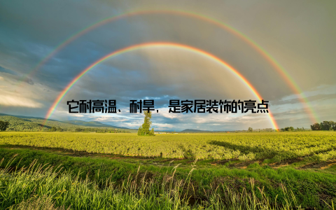 它耐高温、耐旱, 是家居装饰的亮点