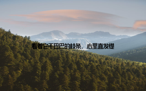 看着它干巴巴的枝条, 心里直发憷