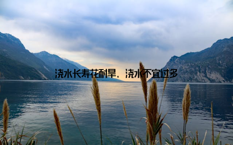 浇水长寿花耐旱, 浇水不宜过多
