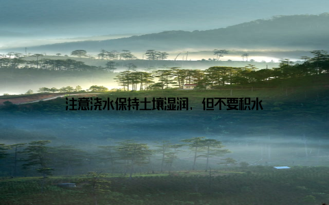 注意浇水保持土壤湿润, 但不要积水