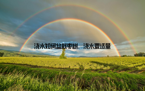 浇水如何盆栽枣树, 浇水要适量