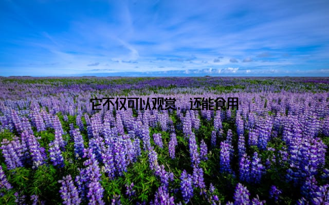 它不仅可以观赏, 还能食用