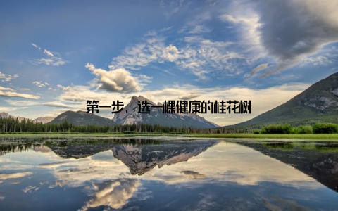 第一步, 选一棵健康的桂花树