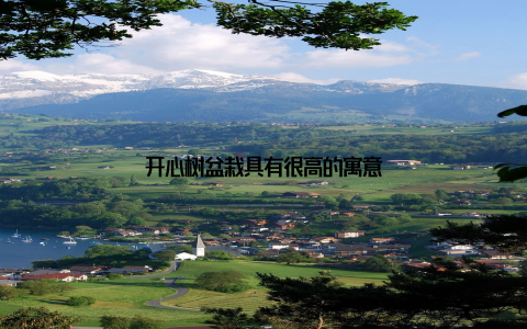 开心树盆栽具有很高的寓意