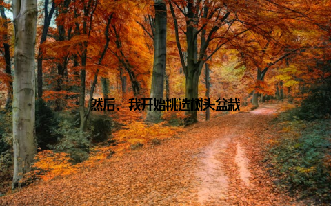 然后, 我开始挑选树头盆栽