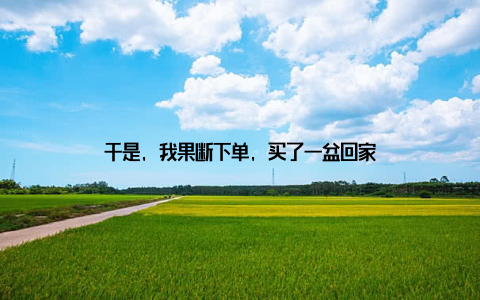 于是, 我果断下单, 买了一盆回家