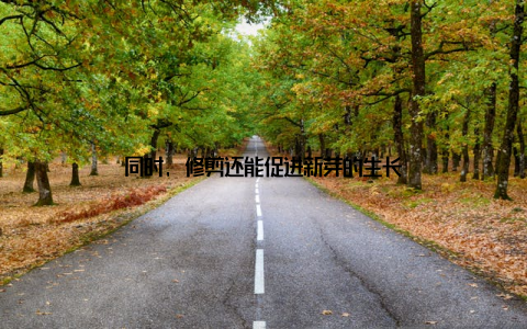 同时, 修剪还能促进新芽的生长