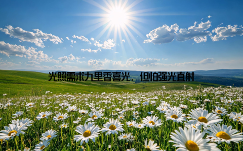 光照需求九里香喜光, 但怕强光直射