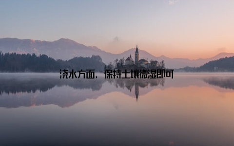 浇水方面, 保持土壤微湿即可