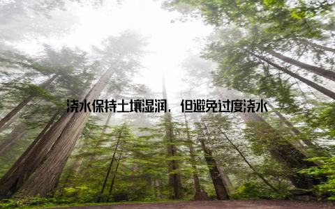 浇水保持土壤湿润, 但避免过度浇水