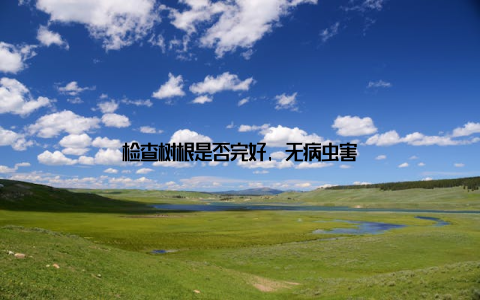 检查树根是否完好, 无病虫害