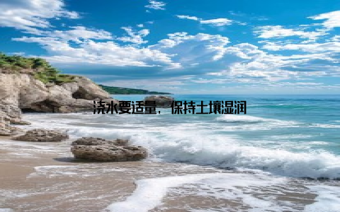 浇水要适量, 保持土壤湿润
