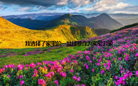 我选择了家里的一盆绿萝作为实验对象