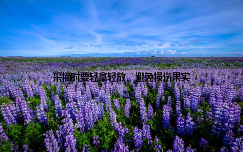 采摘时要轻拿轻放, 避免损伤果实