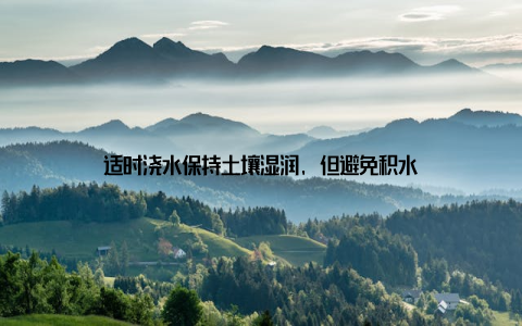 适时浇水保持土壤湿润, 但避免积水