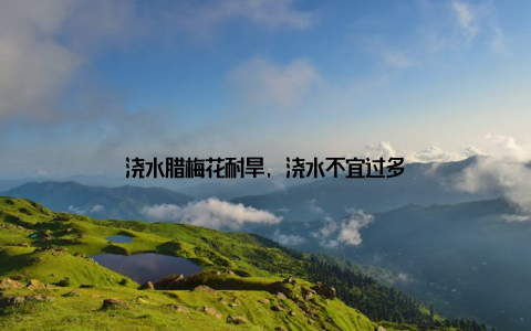 浇水腊梅花耐旱, 浇水不宜过多